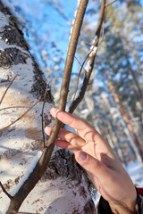 beautiful girl in winter clothes holding a tree branch in her hand birch in winter on a frosty day in the park. man and nature. care about nature and tree