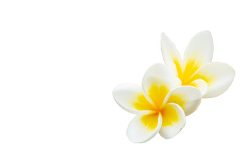 Sticker - Plumeria flowers