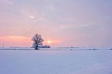 Winter Landscape. Lonely Tree In A Snowy Field At Sunrise - Image