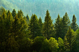 Fototapeta Las - Pine Forest During Rainstorm Lush Trees