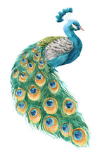 Watercolor Peacock Illustration