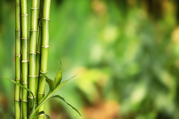 Sticker - Many bamboo stalks on blurred background