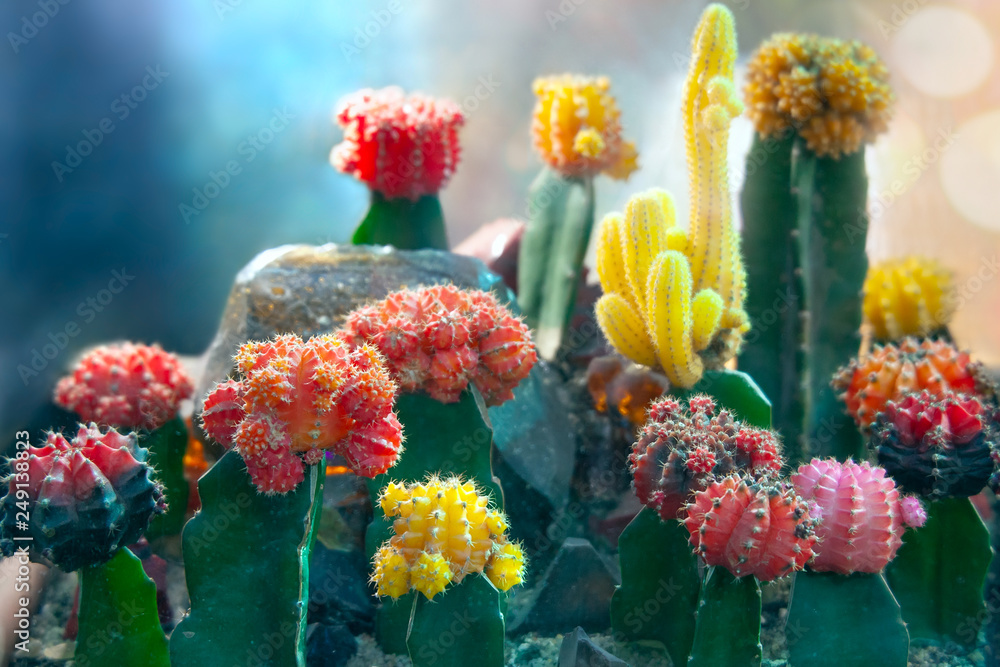 Moon Cactus or Gymnocalycium mihanovichii, the Mutant Cactus Grafted on to Hylocereus Rootstock - obrazy, fototapety, plakaty 