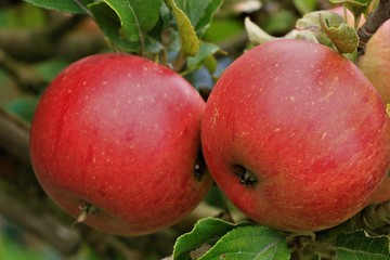 red apples on a tree