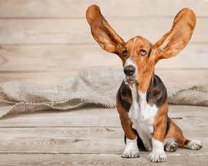 Wall Mural - Cute Basset Hound dog on white background