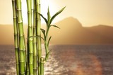 Fototapeta Na drzwi - Many bamboo stalks  on background