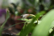 © Gvano - green leaf with water drops