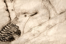 Sketch Of A Red-Bellied Woodpecker Close Up