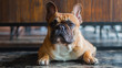 © bzjpan - French Bulldog is looking to the camera. The dog is laying on the floor.