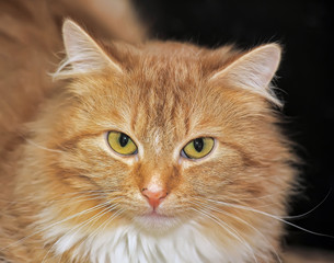 Canvas Print - red and white fluffy cat portrait