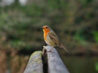 Canvas Print - Robin Perched on a Bench