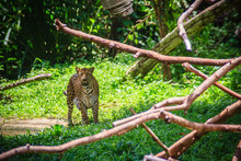 Leopard (Panthera Pardus) Is Running On The Green Grass In The Green Tropical Forest. The Leopard Is One Of The Five "big Cats" In The Genus Panthera. It Is A Member Of The Family Felidae.