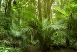 Fototapeta Las - Tropical jungle greenery forest
