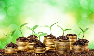 Coins in soil with young plants on