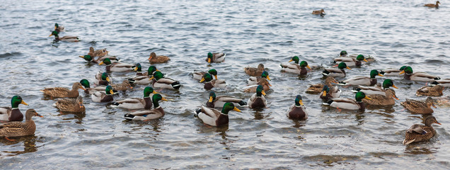 Wall Mural - migratory birds, ducks and swans swim in a park on a lake / river. background.