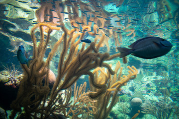 Wall Mural - The French angelfish (Pomacanthus paru) underwater among coral reef in mexico 