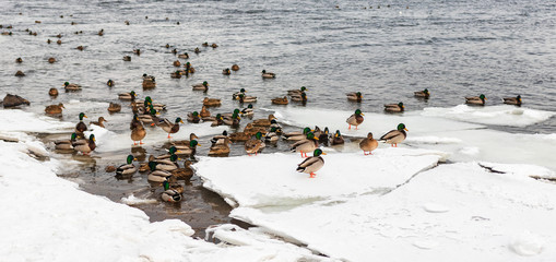 Wall Mural - migratory birds, ducks and swans swim in a park on a lake / river. background.