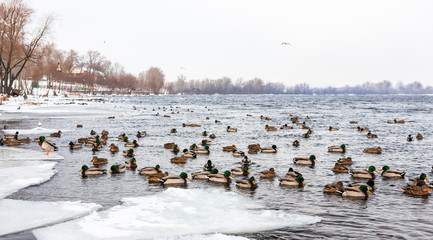 Wall Mural - migratory birds, ducks and swans swim in a park on a lake / river. background.