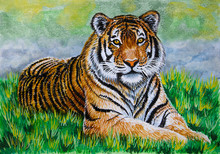 Tiger Lying On The Grass