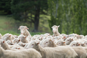 Poster - Sheep in a paddock