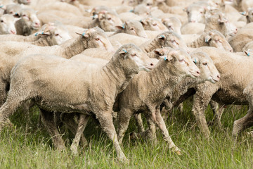 Poster - Sheep in a paddock