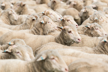 Poster - Sheep in a paddock