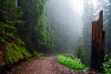 Fototapeta  - zamglony szlak w górach, las