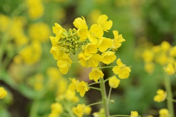 Wall Mural - Rape blossoms in full bloom