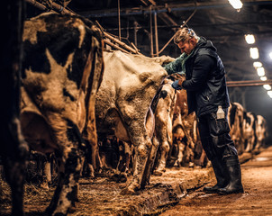 A veterinarian makes the procedure of artificial insemination of a cow in a farm