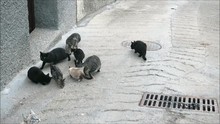 Group Of Homeless Stray Cats Feeding In Andalusian Village Back Street