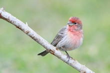 Housefinch Perched On A Branch Backyard Home Feeder
