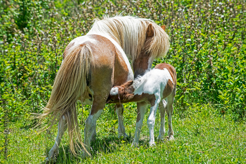 Plakat Matka i dziecko Ponyies Szetlandów z Grayson Highlands.