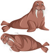 Set of walrus character