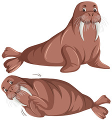 Canvas Print - Set of walrus character