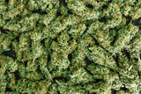 Fototapeta  - top view copy spase close up flower buds cannabis Background, marijuana, weed