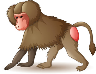 Sticker - Illustration of baboon isolated on white background