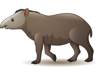 Illustration of american tapir isolated on white background