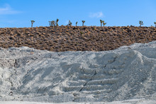 Joshua Trees Growing Near A Talc Mine In The California Desert, USA