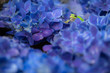紫陽花と雨蛙