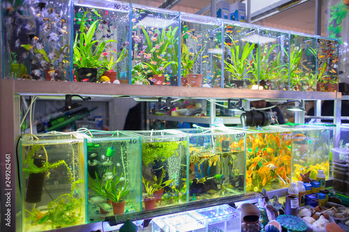 buy small aquarium