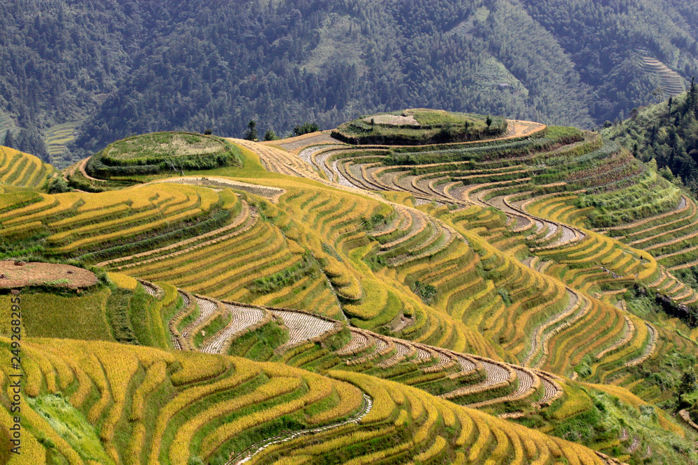 The yellow green Longsheng Rice Terraces Dragon's Backbone also known ...