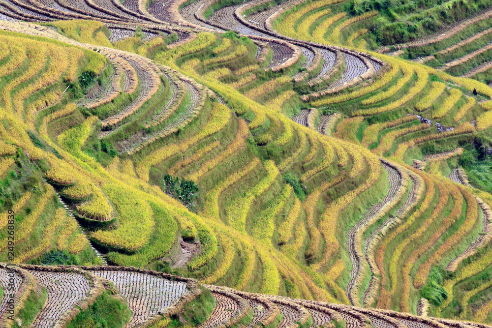 The yellow green Longsheng Rice Terraces Dragon's Backbone also known ...
