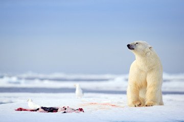polar bear with killed seal. white bear feeding on drift ice with snow, svalbard, norway. bloody nat