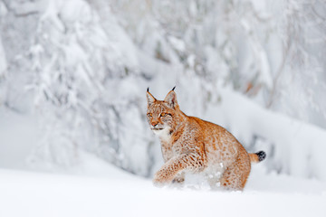 Wall Mural - eurasian lynx walking, wild cat in the forest with snow. wildlife scene from winter nature. cute big