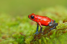 Red Strawberry Poison Dart Frog, Dendrobates Pumilio, In The Nature Habitat, Costa Rica. Close-up Portrait Of Poison Red Frog. Rare Amphibian In The Tropic. Wildlife Jungle. Frog In The Forest.