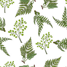 Seamless Pattern With Different Fern Plants