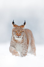 Eurasian Lynx Walking, Wild Cat In The Forest With Snow. Wildlife Scene From Winter Nature. Cute Big Cat In Habitat, Cold Condition. Snowy Forest With Beautiful Animal Wild Lynx, Germany.