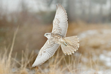 Gyrfalcon, Falco rusticolus, bird of prey fly. Flying rare bird with white head. Forest in cold winter, animal in nature habitat, Russia. Wildlife scene form nature. Falcon above the trees.