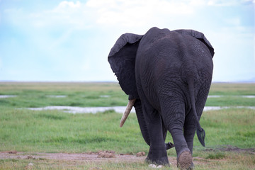 An elephant in the savannh of a national park