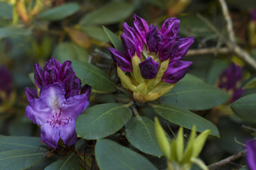 Time of azaleas bloom in the botanical garden.